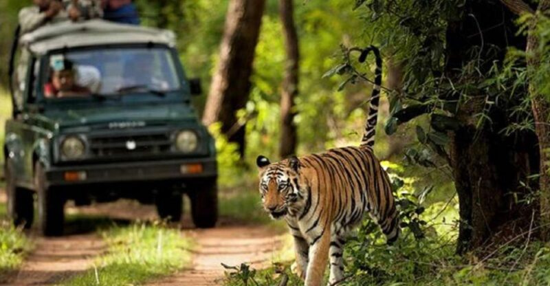 Wonders of Wildlife: 4-Day Chitwan National Park Tour - Spot Rare Wildlife