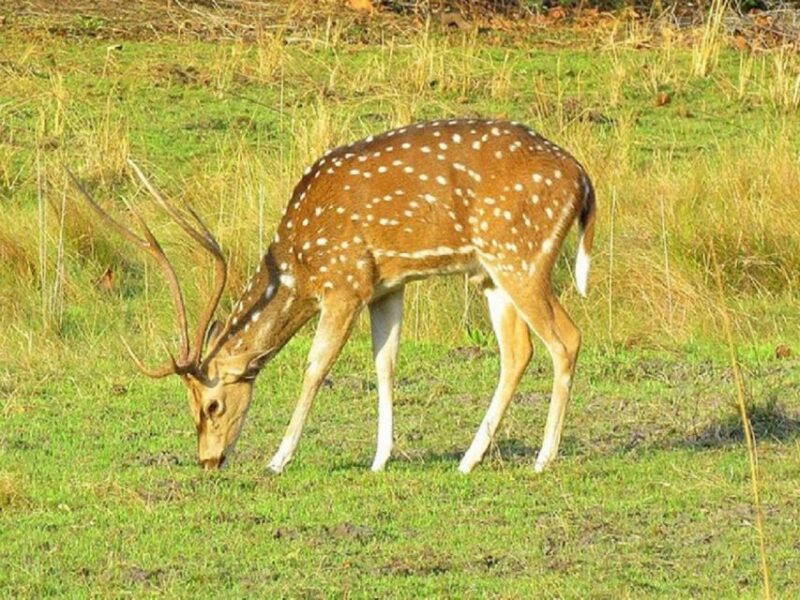 Wonders of Wildlife: 4-Day Chitwan National Park Tour - Private Group Experience
