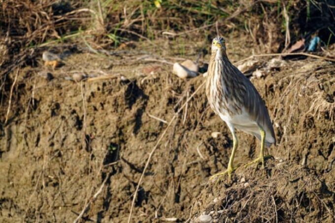 Wonders of Wildlife: 4-Day Chitwan National Park Tour - Frequently Asked Questions