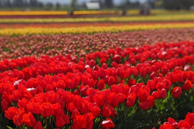 Wooden Shoe Tulip Festival - Key Points