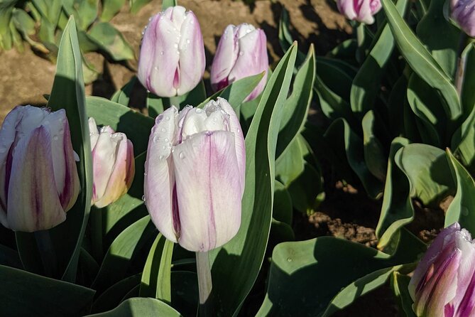 Wooden Shoe Tulip Festival - Dining Options