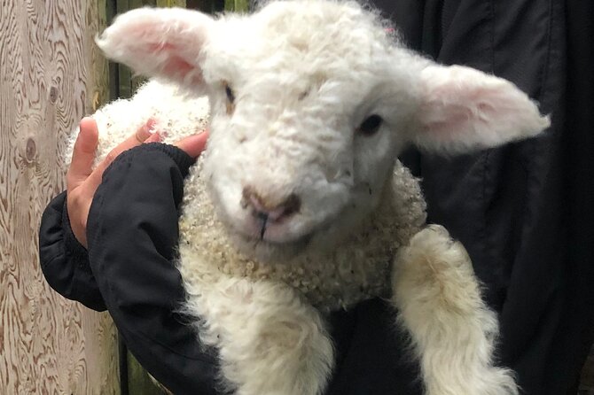 Wool Sheep Farm Experience With Handmade Wool Hat in New Zealand - Whats Included