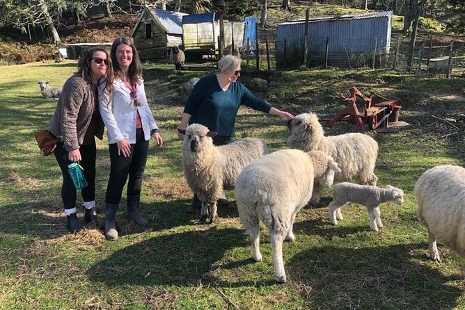 Wool Sheep Farm Experience With Handmade Wool Hat in New Zealand - Maximum Participants