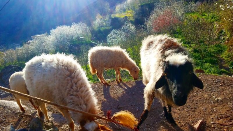 Woolly Wanderings: Grazing With the Atlas Mountain Sheep” - The Shepherds Trail