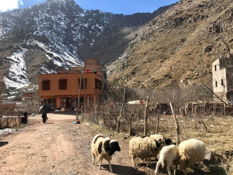 Woolly Wanderings: Grazing With the Atlas Mountain Sheep” - Observing Grazing Sheep