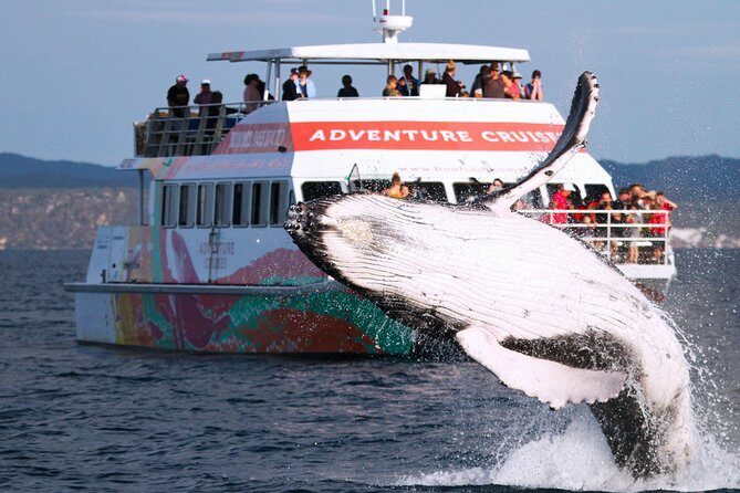 World class Whale Watching from Hervey Bay - An Overview of the Whale Watching Experience