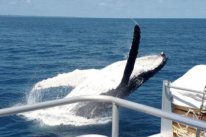 World class Whale Watching from Hervey Bay - Authentic Encounters and Sightings