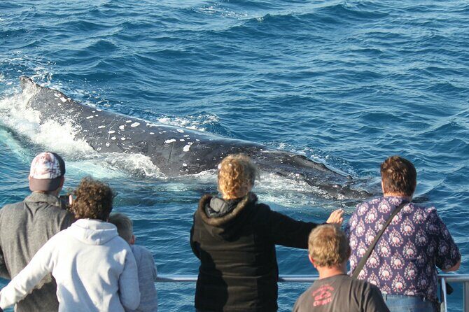 World class Whale Watching from Hervey Bay - The Onboard Experience and Amenities