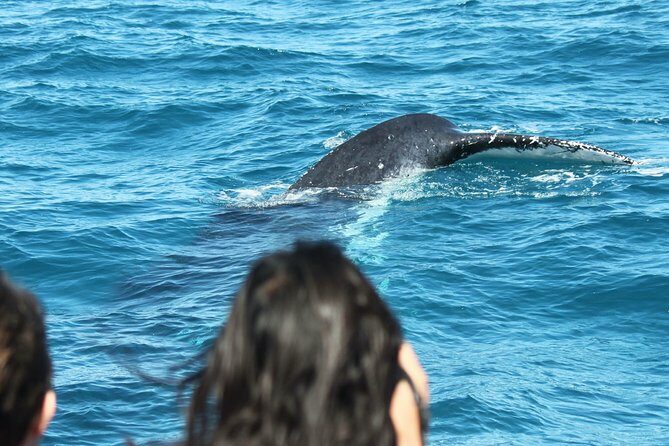 World class Whale Watching from Hervey Bay - Booking, Cost, and Value