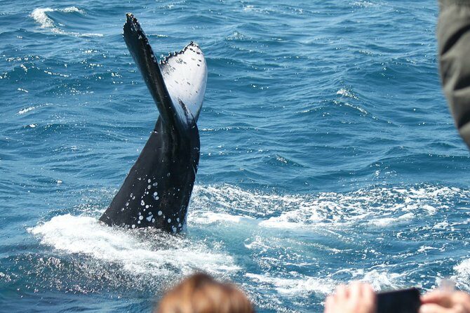 World class Whale Watching from Hervey Bay - Who Will Love This Tour?