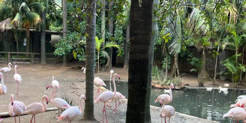 World of Birds, Kirstenbosch & Constantia Wine Private Tour - World of Birds Wildlife Sanctuary