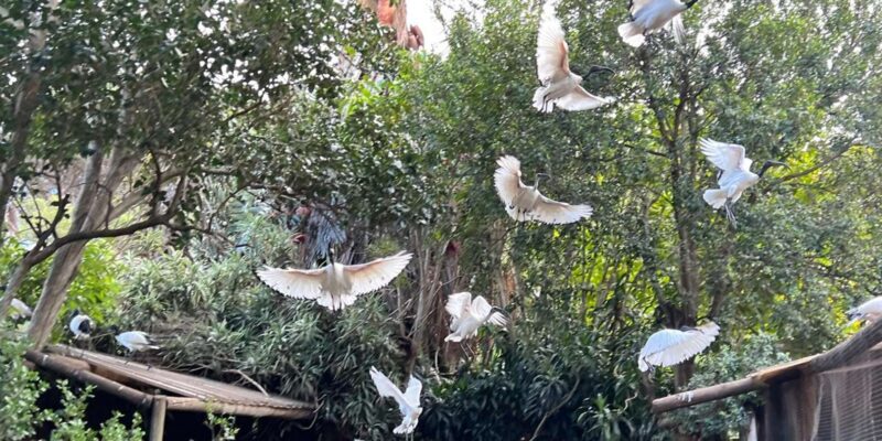 World of Birds, Kirstenbosch & Constantia Wine Private Tour - Constantia Wine Estate