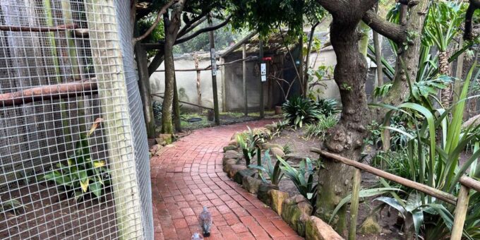 World of Birds, Kirstenbosch & Constantia Wine Private Tour - Kirstenbosch National Botanical Garden
