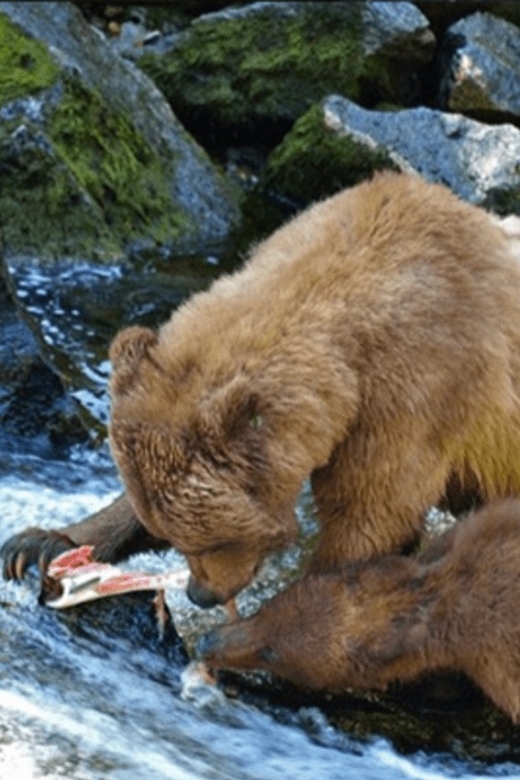 Wrangell: Anan Bear and Wildlife Viewing Adventure - Key Points
