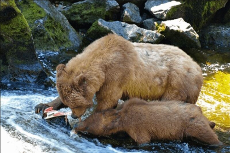 Wrangell: Anan Bear and Wildlife Viewing Adventure - Experience Highlights