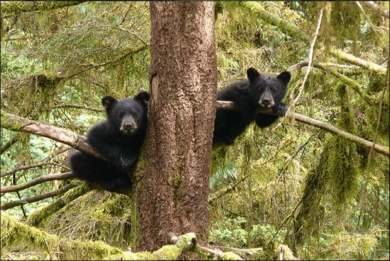 Wrangell: Anan Bear and Wildlife Viewing Adventure - Itinerary Details