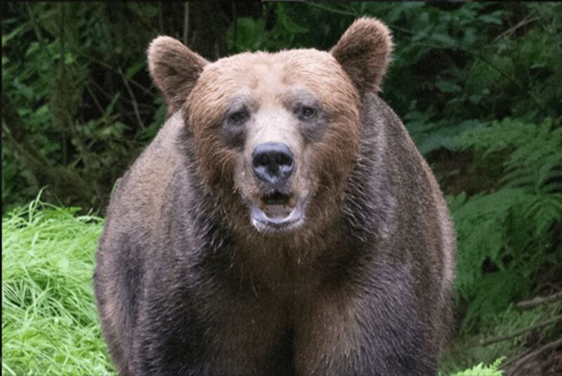 Wrangell: Anan Bear and Wildlife Viewing Adventure - Pricing and Cancellation