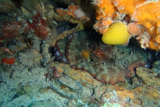 Wreck Exploration Ricardo-18m (Certified Diver) - Activity Duration and Schedule