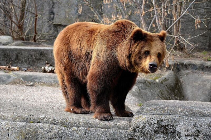 Wroclaw: Zoo With Private Transport and Tickets - Key Points