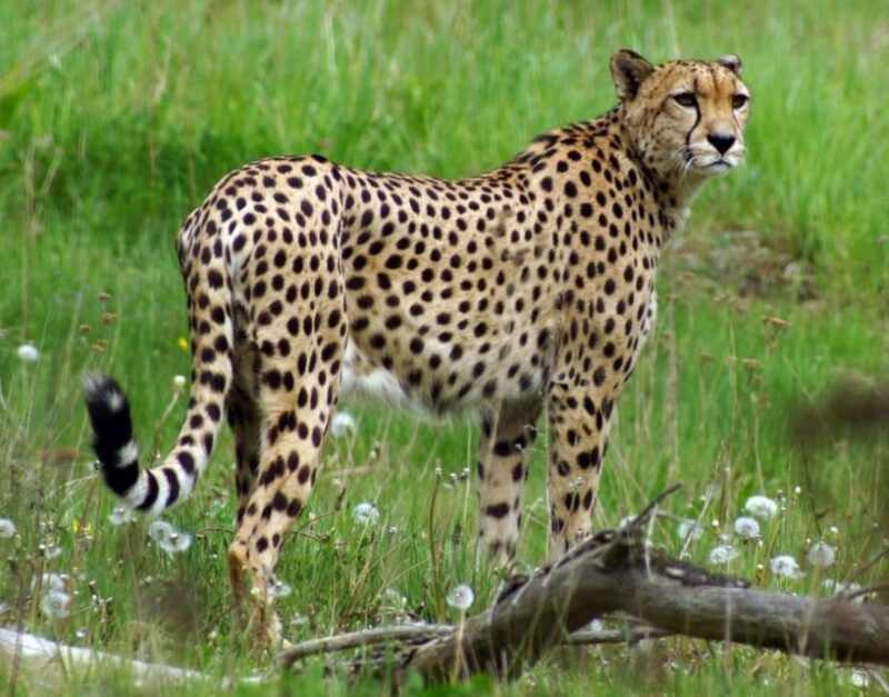 Wroclaw: Zoo With Private Transport and Tickets - Zoo Highlights