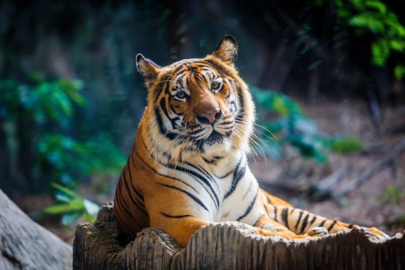 Wroclaw: Zoo With Private Transport and Tickets - Animal Encounters