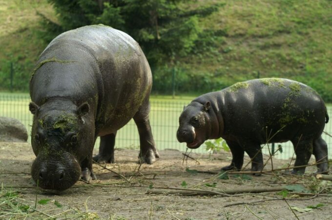 Wroclaw: Zoo With Private Transport and Tickets - Visitor Recommendations