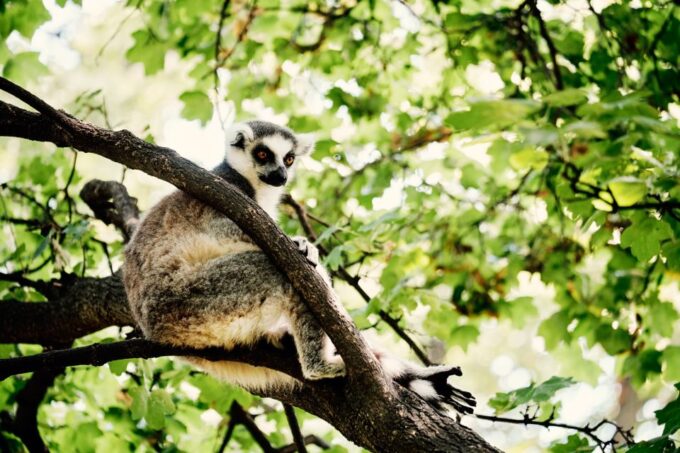Wroclaw: Zoo With Private Transport and Tickets - Language Support
