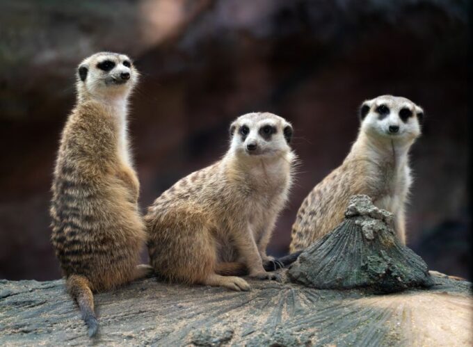 Wroclaw: Zoo With Private Transport and Tickets - Frequently Asked Questions