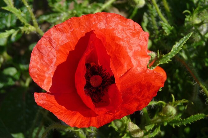 WW1 Canadian Battlefields Private Full-Day Tour From Paris - Immersive Experience