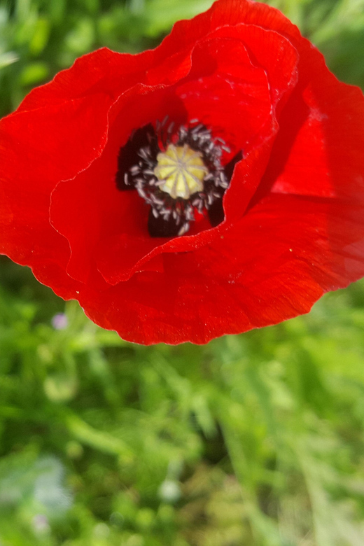 WW1 : Diggers in the Nord – Pas De Calais - Itinerary
