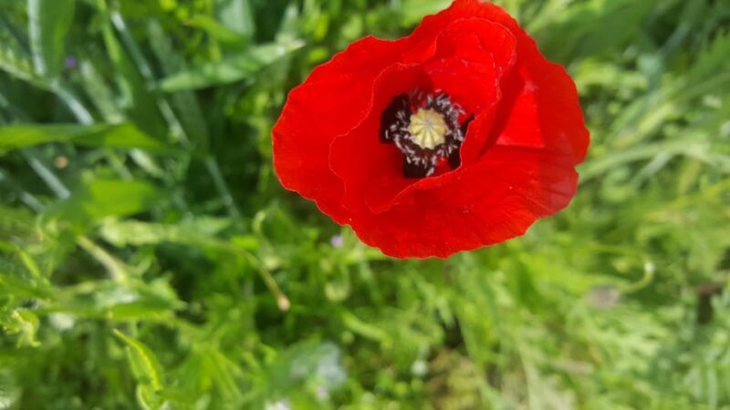 WW1 : Diggers in the Nord – Pas De Calais - Experience Highlights