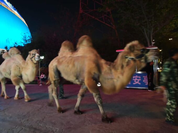 Xian Silk Road: Legend of Camel Bell Show Seat W/Transfer - Camels and Wolves