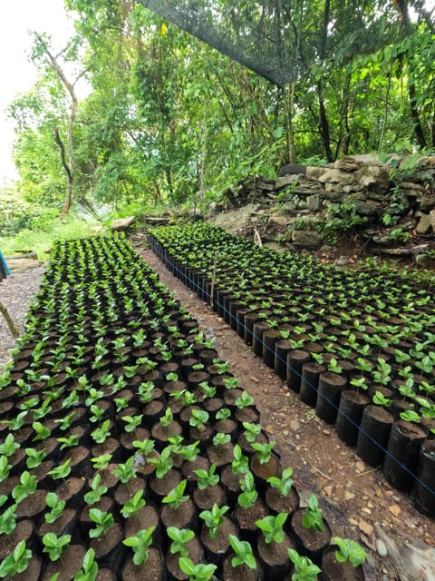 Xilitla : Coffee Journey Tour (Includes Tasting) - Key Points