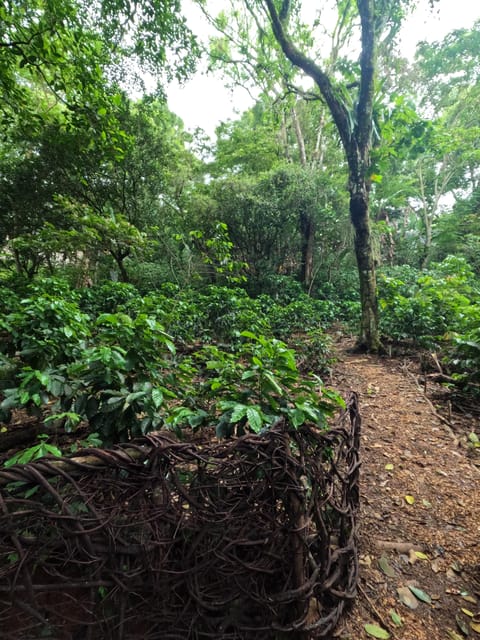 Xilitla : Coffee Journey Tour (Includes Tasting) - Tour Itinerary