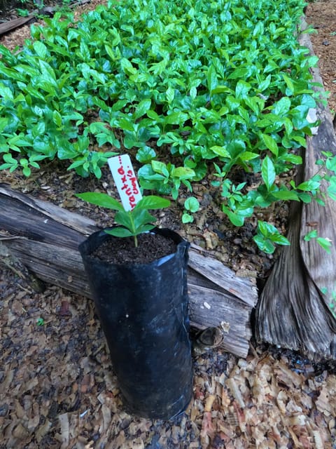 Xilitla : Coffee Journey Tour (Includes Tasting) - Coffee Origin and History