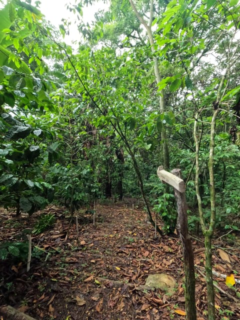 Xilitla : Coffee Journey Tour (Includes Tasting) - Coffee Tasting Session
