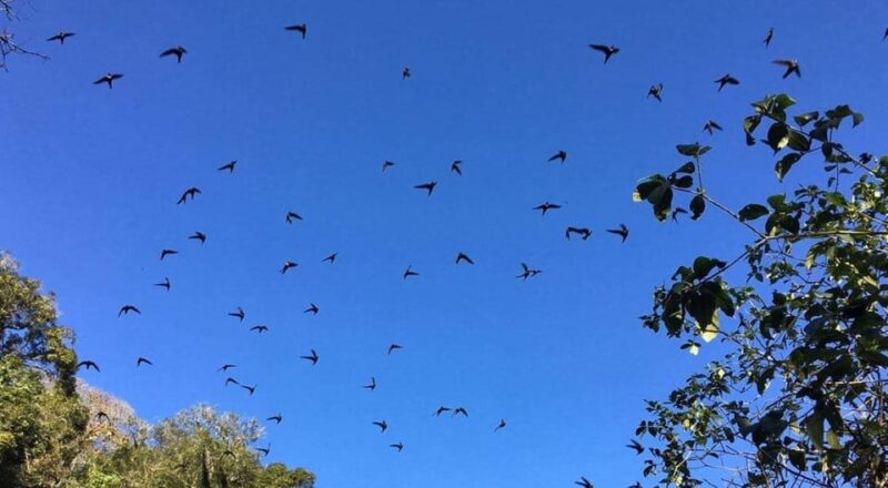 Xilitla: Swallows, Tamul Waterfall and Cenote Cave Tour - Key Points