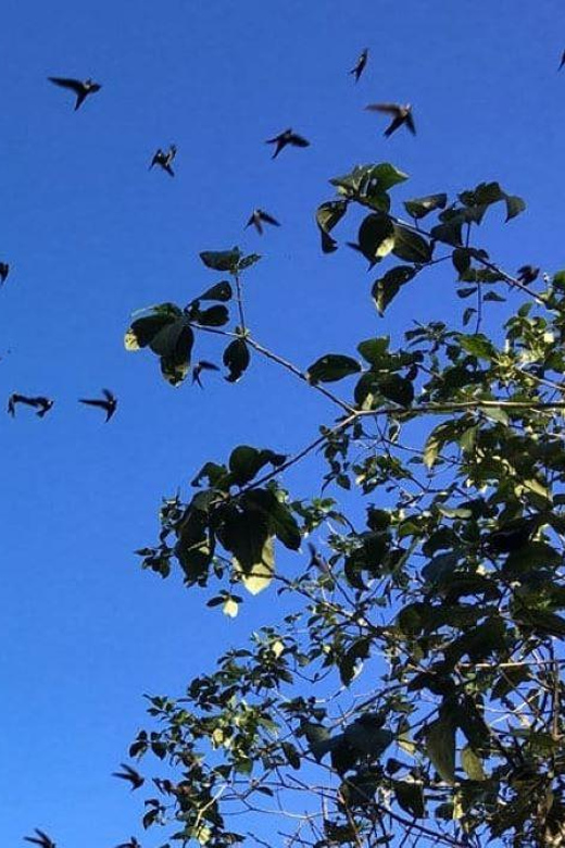 Xilitla: Swallows, Tamul Waterfall and Cenote Cave Tour - Included Amenities