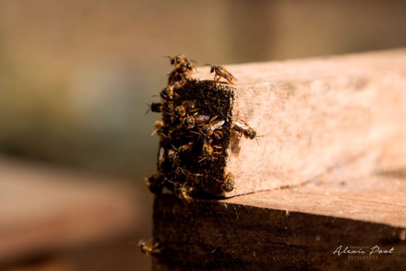 Xkopek, Mayan Bees Tour and Honey Tasting in Valladolid - Itinerary Details