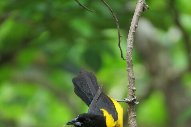 Xocen Birding - Who Will Love This Tour?