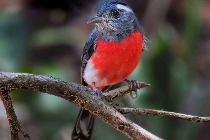 Xocen Birding - Inclusions and Transportation