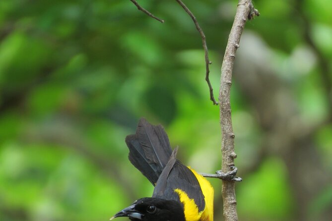 Xocen Birding - Health and Accessibility