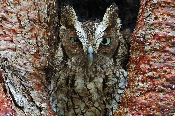 Xocen Birding - Tour Highlights