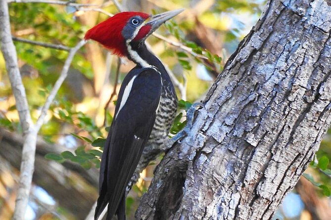 Xocen Birding - Birding Experience