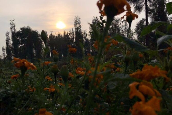 Xochimilco Sunrise From Mexico - Tour Operator and Pricing