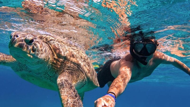 Yacht: Lets Get Piggy With It- Swimming Pig Adventures - Activity Highlights