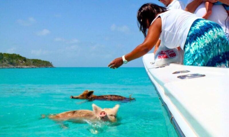 Yacht: Lets Get Piggy With It- Swimming Pig Adventures - Included Amenities