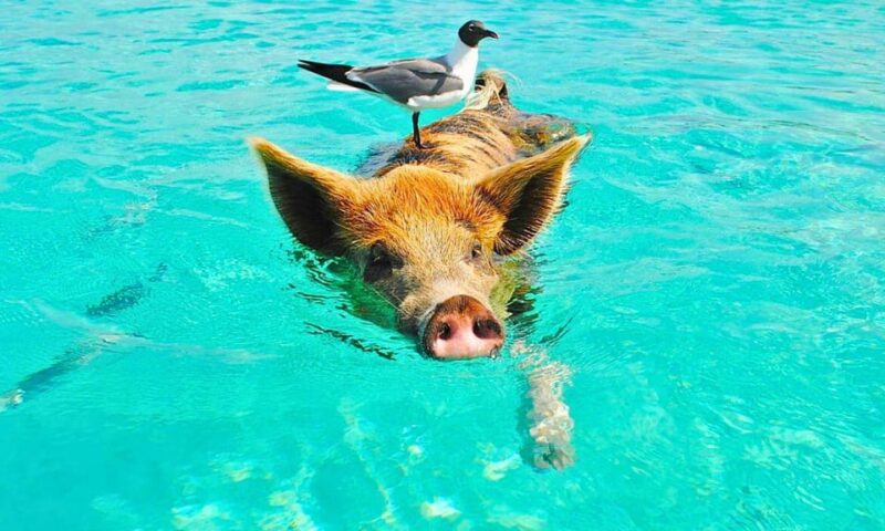 Yacht: Lets Get Piggy With It- Swimming Pig Adventures - Snorkeling Opportunity
