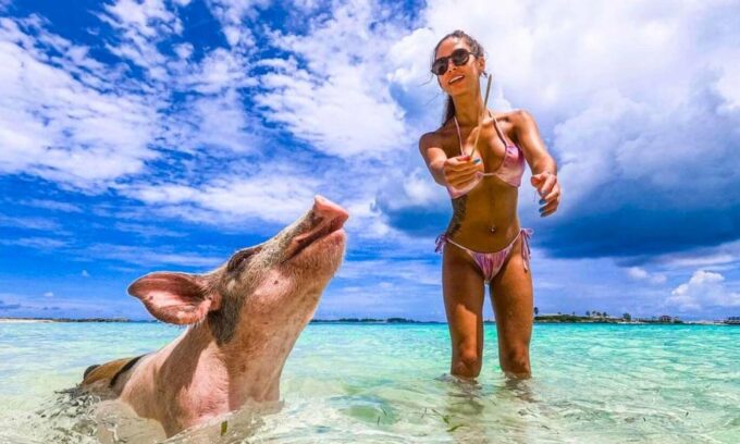 Yacht: Lets Get Piggy With It- Swimming Pig Adventures - Memorable Experiences