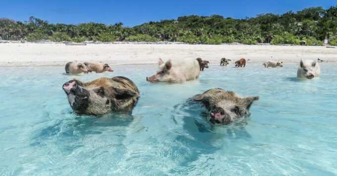 Yacht: Lets Get Piggy With It- Swimming Pig Adventures - Recap